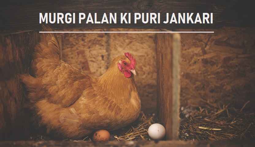 मुर्गी पालन शुरू करने से बेचने तक की पूरी जानकारी Poultry Farming Business