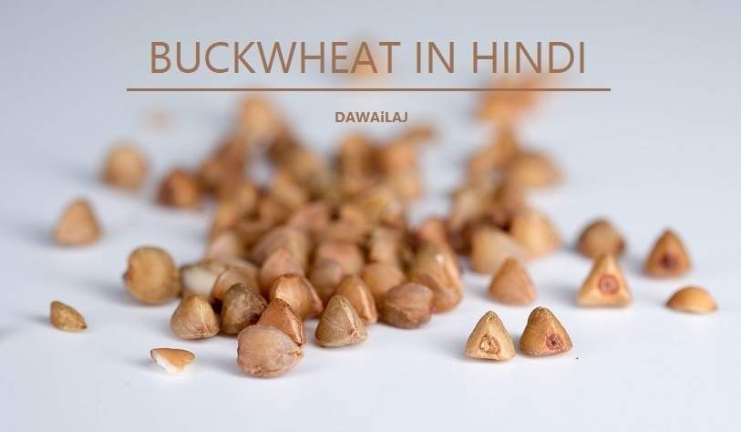 कुट्टू के फायदे और नुकसान Buckwheat In Hindi