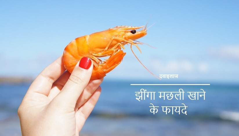 झींगा मछली खाने के फायदे और नुकसान Shrimp In Hindi