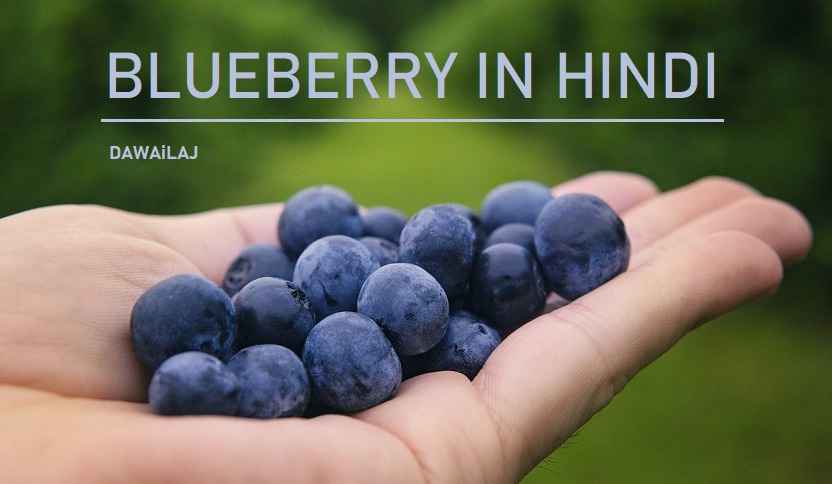 ब्लूबेरी क्या है, फायदे और नुकसान Blueberry In Hindi