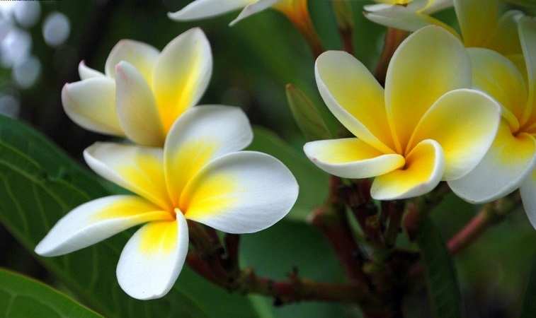 शिव पूजा में केतकी का फूल (Ketki Ka Phool) क्यों वर्जित है
