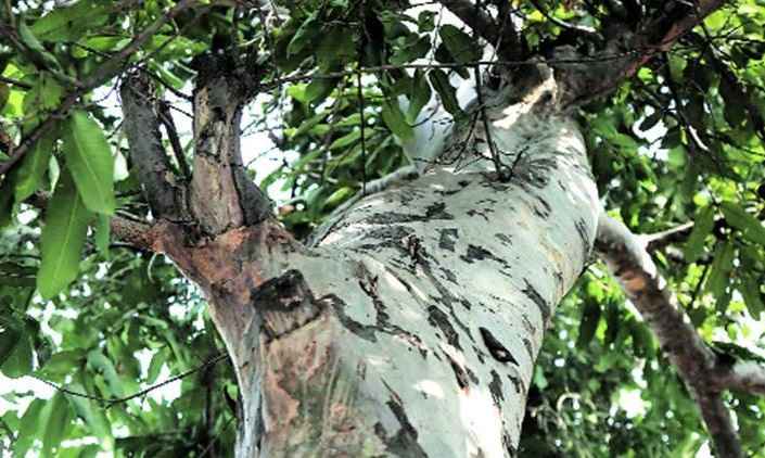 अर्जुन के पेड़ (Arjun Ka Ped) की पहचान और औषधीय गुण