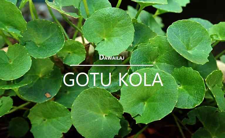 गोटू कोला क्या है, फायदे, उपयोग Gotu Kola In Hindi