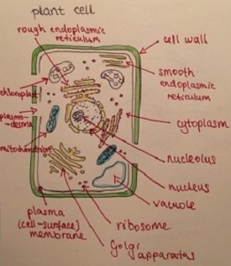 plant cell 1