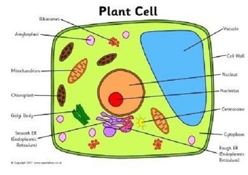 plant cell 2