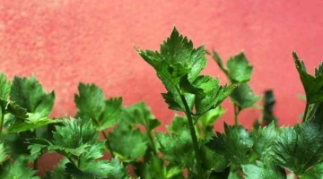 अजमोद के गुणकारी फायदे और नुकसान Celery In Hindi