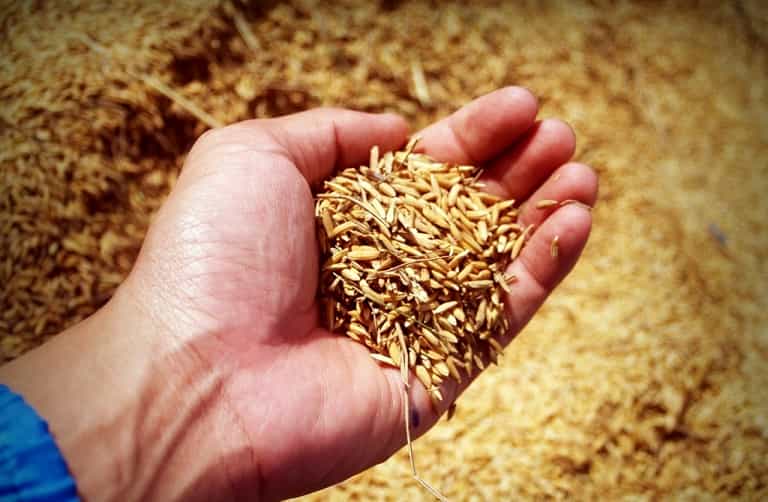 जौ का दलिया खाने के 10 गुणकारी फायदे Barley In Hindi