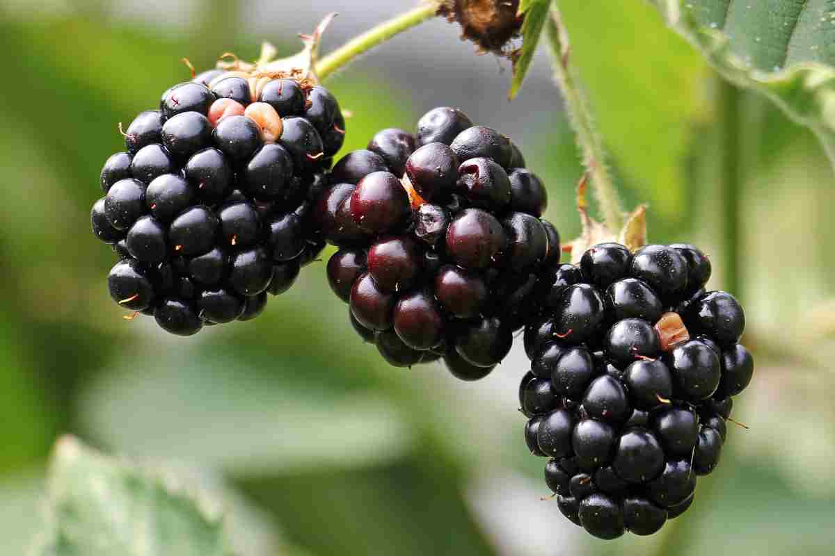 Blackberry कौन सा फल है | ब्लैकबेरी खाने 10 बेहतरीन फायदे और नुकसान
